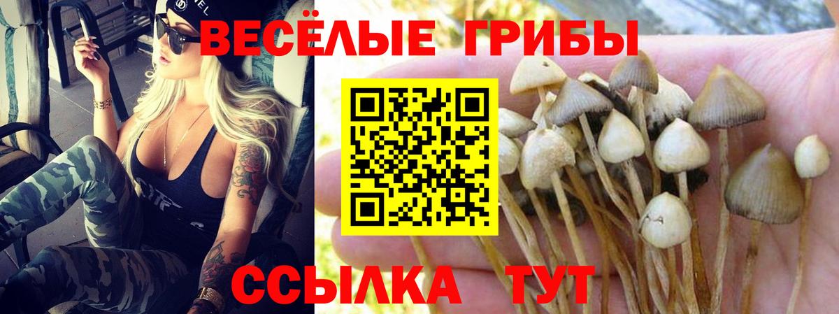 Псилоцибиновые грибы Psilocybine cubensis Выборг